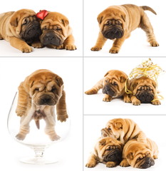 Collage of sharpei puppies