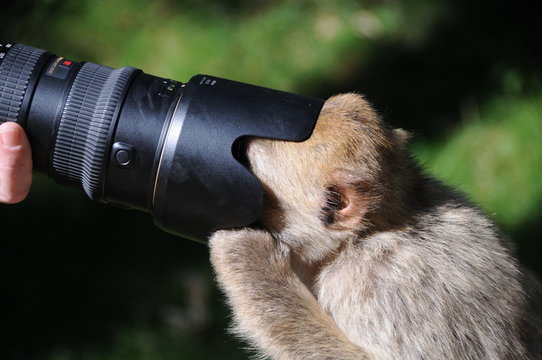 berberaffe