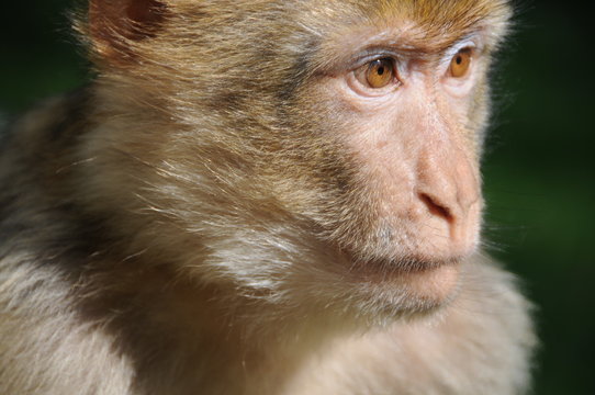 Berberaffe