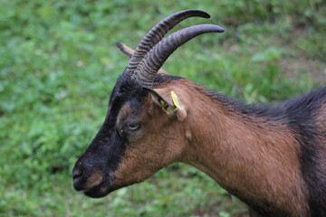 profile d'une chevre