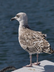 Gaviota hembra en las Islas Cies