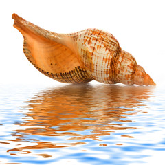 seashell  isolated on white background