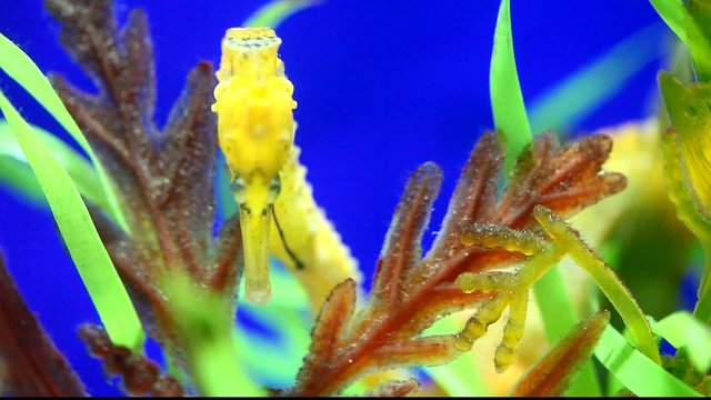 Closeup of a seahorse