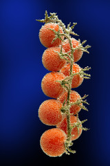 Tomato   with bubbles on black background