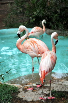 Flaments Roses