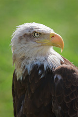American bald eagle