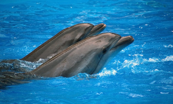 Two floating dolphins.