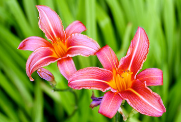 Zwei pinkfarbene Lilien