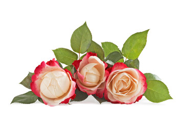 Fototapeta premium three roses, white and pink