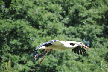 Storch im Flug