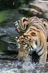 Fototapeta na wymiar Amur tygrysy