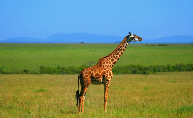Naklejka na ściany i meble Dziki African Giraffe
