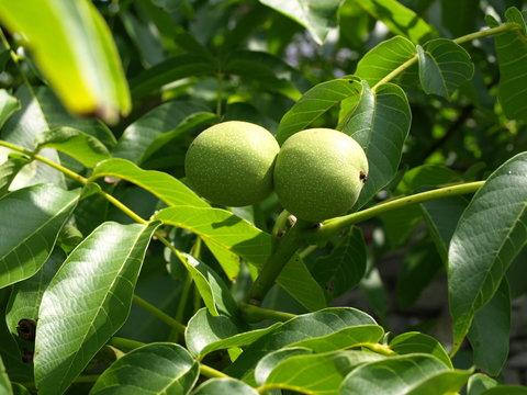 Nu&szlig;baum mit Frucht