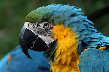 Papgei