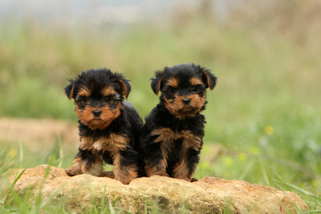 deux petits chiots yorkshire terrier assis sur une pierre
