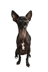 black chuhuahua