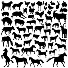 collection of farm animal vector
