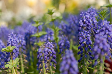 Obraz premium Muscari