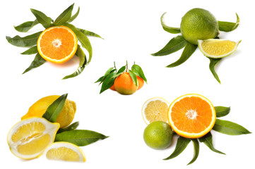 Citrusfrüchte