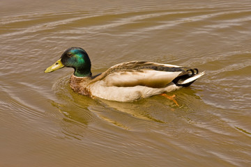 Mallard in Muddy Water