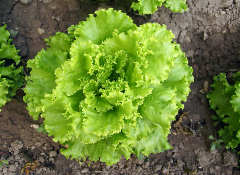 Salade au jardin