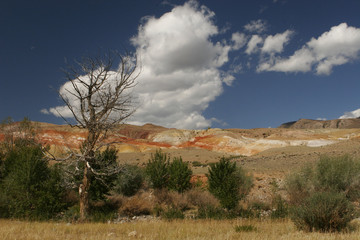 Fototapeta premium Dead tree with colored mountains