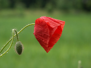 Roter Mohn mit Regentropfen