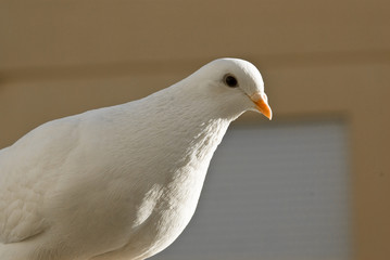 pigeon