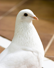 white pigeon