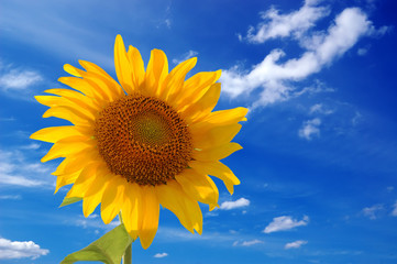 Obraz premium One sunflower