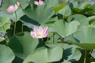 lotuses