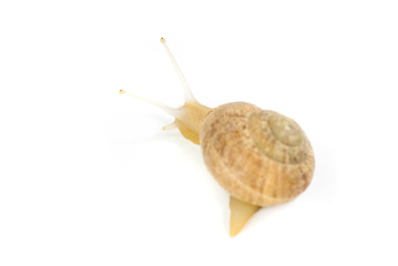 snail on white background