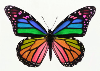 rainbow butterfly