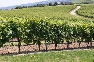 Fototapeta na wymiar Piękne winnic w Rheingau
