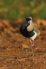 Vanneau téro du Panama