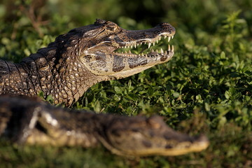 Caimans noirs dans les marais de l'Ibéra en Argentine © Davy HILLER