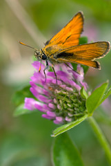 papillon sylvaine (ochlodes faunus turati)