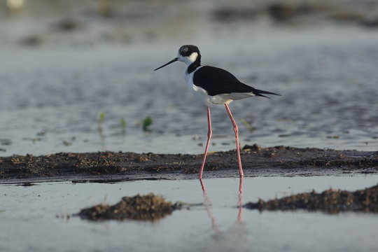 Avocette dans les marais