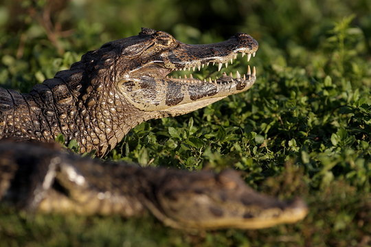 Caimans noirs dans les marais de l'Ib&eacute;ra en Argentine