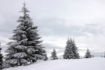 Weihnachtsbäume