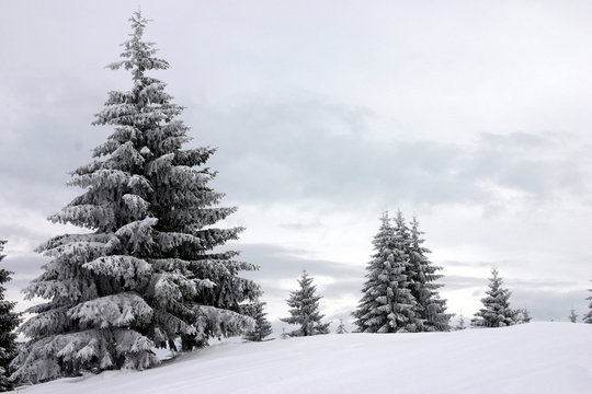 Weihnachtsb&auml;ume