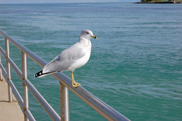 Seagull Sitting