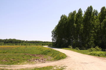 road near forest