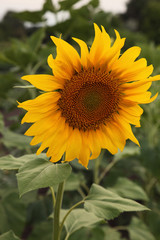 Naklejka premium sun flower
