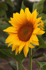 Obraz premium sun flower