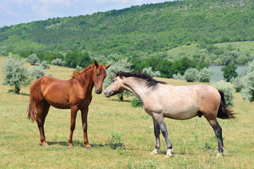 Fototapeta na wymiar two friendly horses