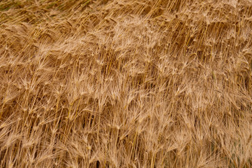 Landwirtschaft in NRW. Ernte