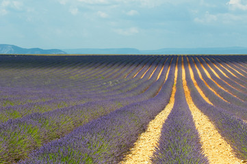 Plakat Lavender field, Provence, France