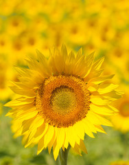 Close up of sunflower, shallow focus