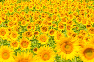 Fototapeta premium Sunflower field, shallow focus
